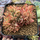 Echeveria Agavoides 'Ebony' Crested 2"-3" Succulent Plant