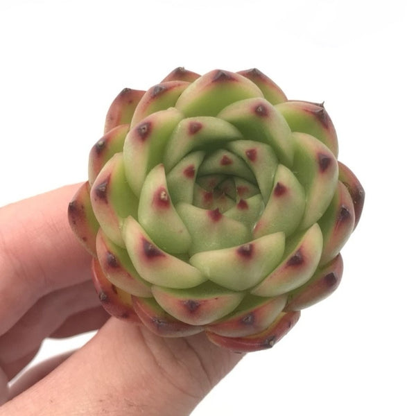 Echeveria 'Moon Stone' Small 1" Succulent Plant