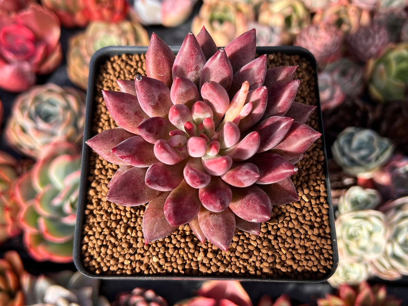 Pachyphytum 'Yeonji' Hybrid 2"-3" Succulent Plant