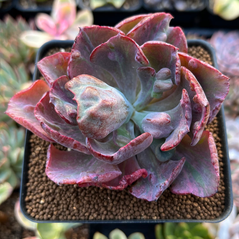 Echeveria 'Beyonce' Variegated 3" Extremely Mutated Succulent Plant