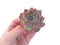 Echeveria 'Kerlean' 2" Succulent Plant