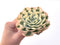 Echeveria 'Compton Carousel' Variegated 5" Succulent Plant