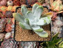 Dudleya Pachyphytum 4" Succulent Plant