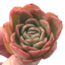 Echeveria Agavoides 'Raja' 3" Succulent Plant