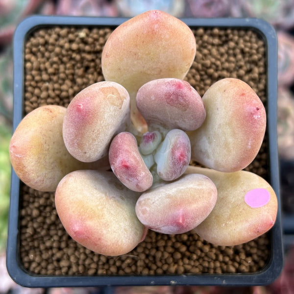 Pachyphytum 'Doctor Cornelius' 2" Succulent Plant