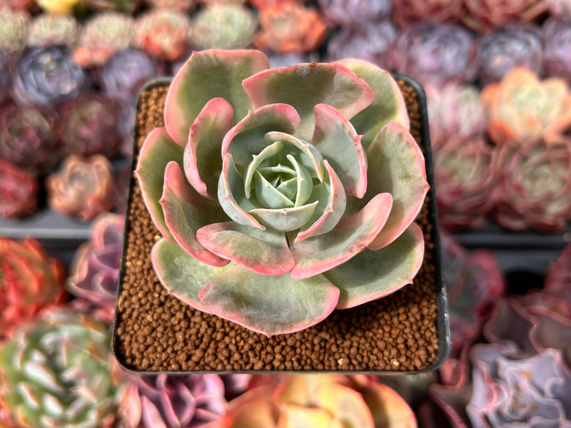 Echeveria 'Ace Pink' Variegated 3" Succulent Plant