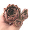 Echeveria 'Nocturnal' New Hybrid 2"-3" Succulent Plant