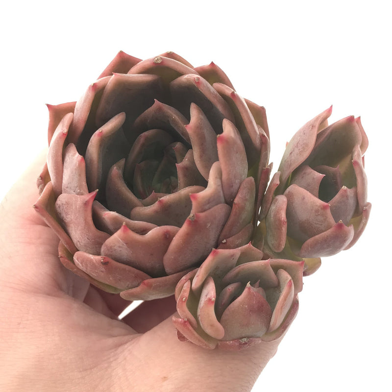 Echeveria 'Nocturnal' New Hybrid 2"-3" Succulent Plant