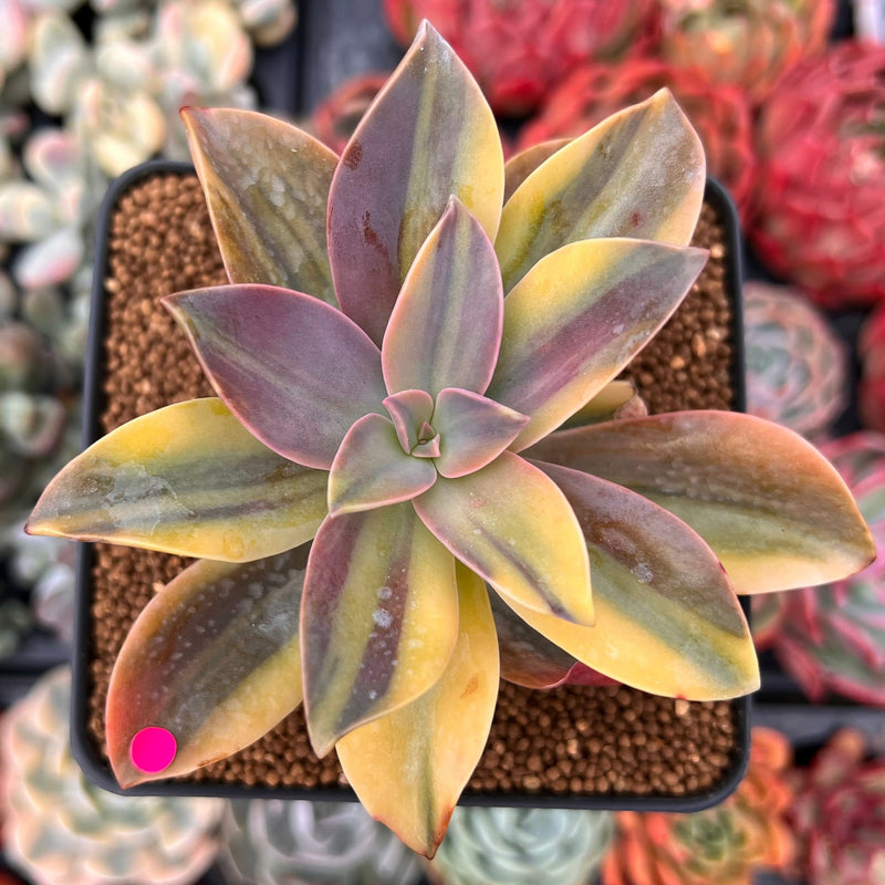 Graptoveria 'Fred Ives' Variegated 3" Succulent Plant