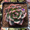 Echeveria 'Shallot' 2"-3" Succulent Plant