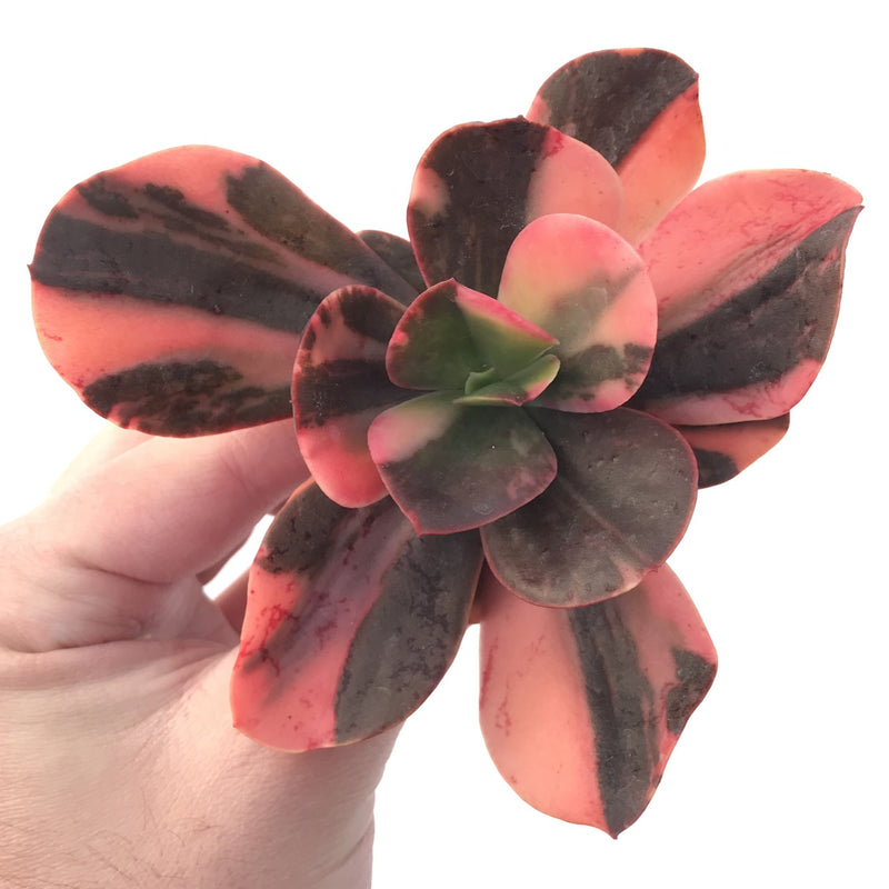 Echeveria 'Primadonna' Variegated 3" Succulent Plant