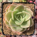 Echeveria 'Arenas' 3"-4" Succulent Plant