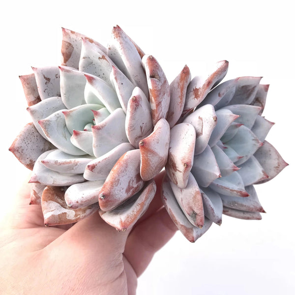 Echeveria Mexican Giant 4” Rare Succulent Plant