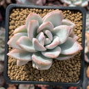 Pachyveria 'Simonasa' Variegated 3" Powdery Succulent Plant