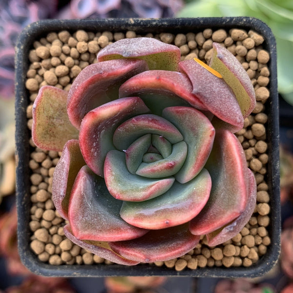 Echeveria 'Fortune Purple' 1"-2" New Hybrid Succulent Plant