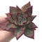 Echeveria Agavoides 'Luming' 3" Succulent Plant