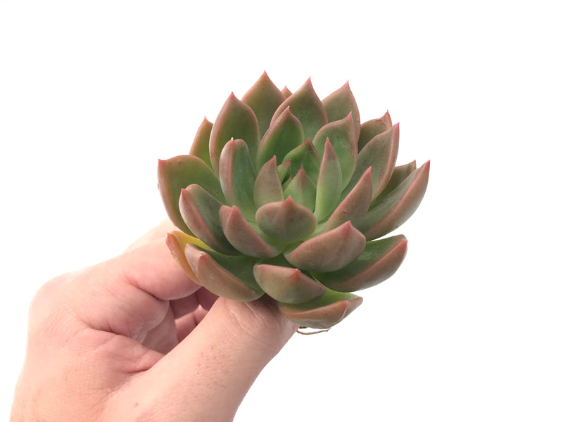 Echeveria Agavoides 'Chimera' 3" Succulent Plant