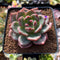 Echeveria 'Shallot' 2"-3" Succulent Plant