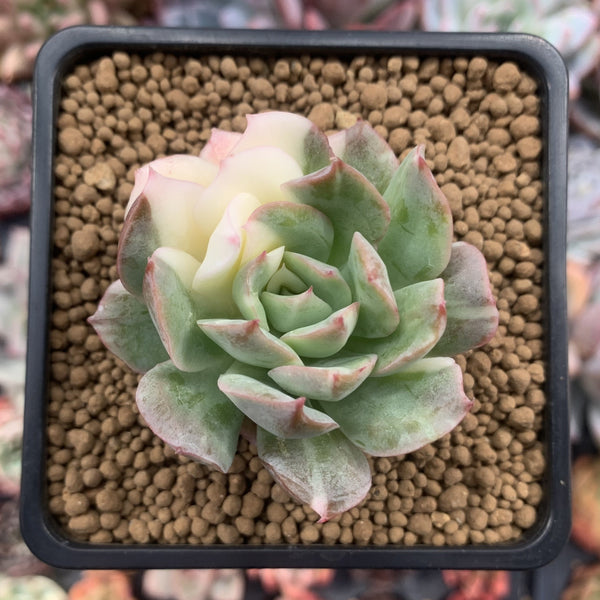 Echeveria 'Bradburiana' Variegated 2" Succulent Plant