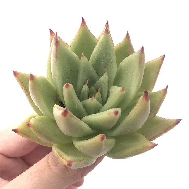 Echeveria Agavoides 'Maria' Succulent Plant