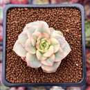 Sedeveria 'Rolly' Variegated 1" Succulent Plant