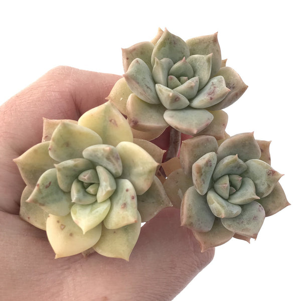 Echeveria 'Titubans' Variegated 4" Cluster Succulent Plant