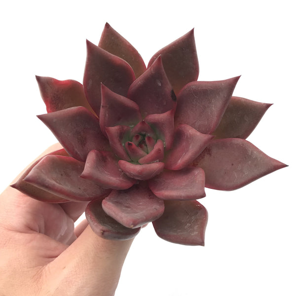 Echeveria Agavoides 'Red Ebony' 3"-4" Rare Succulent Plant