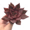 Echeveria Agavoides 'Red Ebony' 3"-4" Rare Succulent Plant