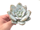 Echeveria 'Laui' 3"-4" Powdery Succulent Plant