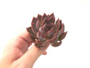 Echeveria Agavoides 'Magic Plot' 3" Succulent Plant