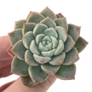 Echeveria 'Pink Spot' 1" Succulent Plant