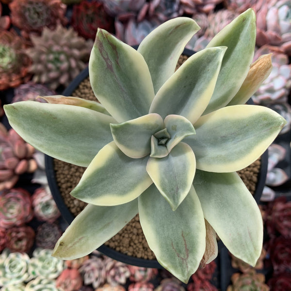 Graptoveria 'Fred Ives' Variegated 4" Succulent Plant