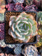 Echeveria 'Laui' Hybrid 2" Succulent Plant