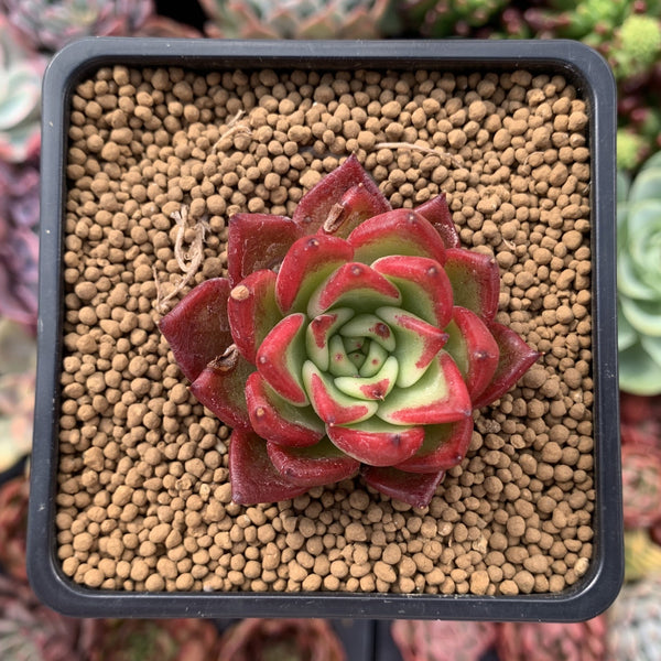 Echeveria Agavoides 'Super Bee' 1"-2" Succulent Plant