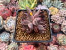 Echeveria Agavoides 'Magic Plot' 2" Succulent Plant