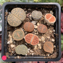 Collection of Lithops 2" (x9 Lithops)