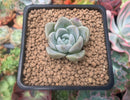 Graptoveria 'Highstone' 2" Powdery Succulent Plant