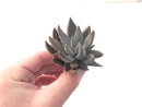 Echeveria 'Unguiculata' 2" Rare Succulent Plant