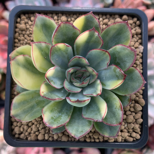 Echeveria 'Pulidonis' Variegated 3" Succulent Plant