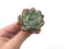 Echeveria 'Elegans Potosina' 3" Succulent Plant