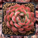 Echeveria Agavoides 'Pokeball' 1"-2" New Hybrid Succulent Plant