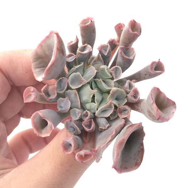 Echeveria 'Trumpet Pinky' 4" Succulent Plant