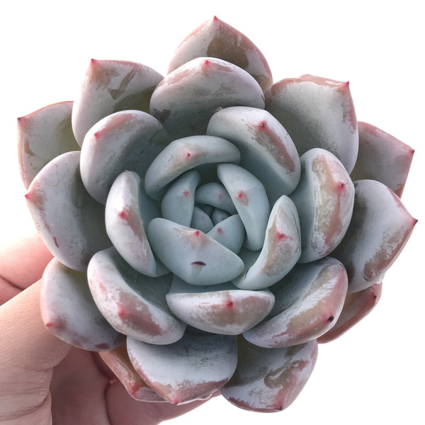 Echeveria 'Ivory' 4” Powdery Succulent Plant