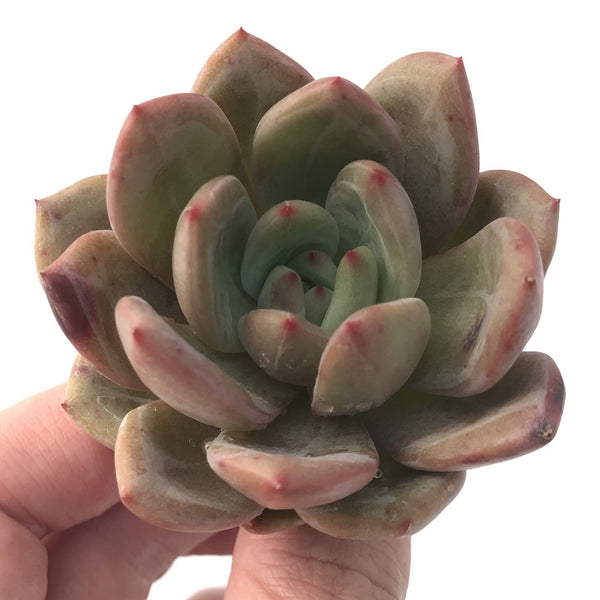 Echeveria Agavoides 'Baekya' 2"-3" Succulent Plant