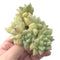 Echeveria 'J.C. Van Keppel' 4" Large Cluster Succulent Plant