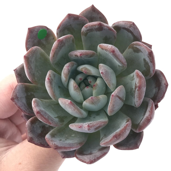 Echeveria 'Starmark' 3"-4" Powdery Succulent Plant