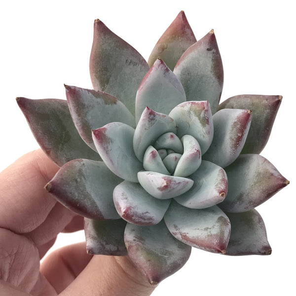 Echeveria 'Colorata' 2" Powdery Succulent Plant