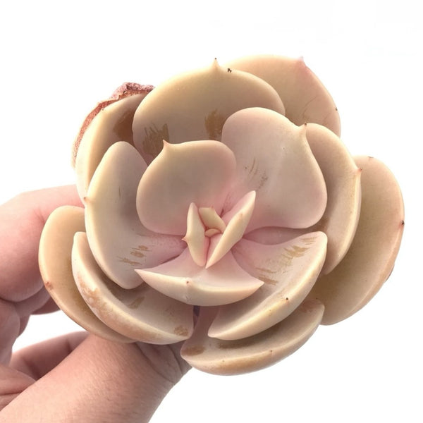 Echeveria ‘Slime Ball’ 3” Rare Succulent Plant