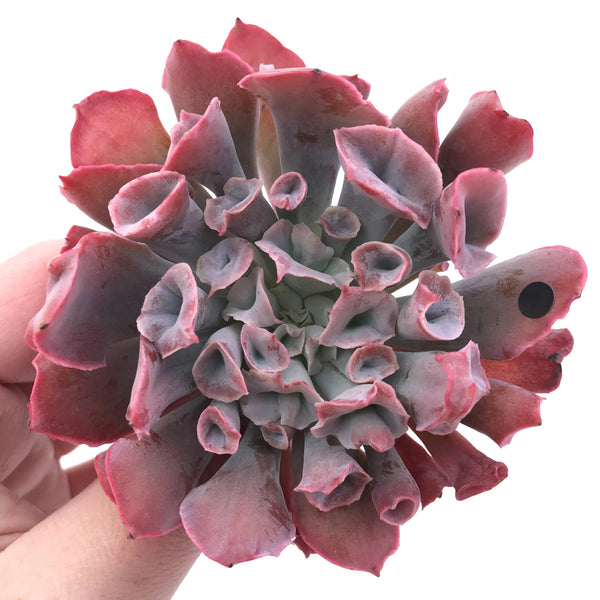 Echeveria Trumpet Pinky Large 4” Rare Succulent Plant