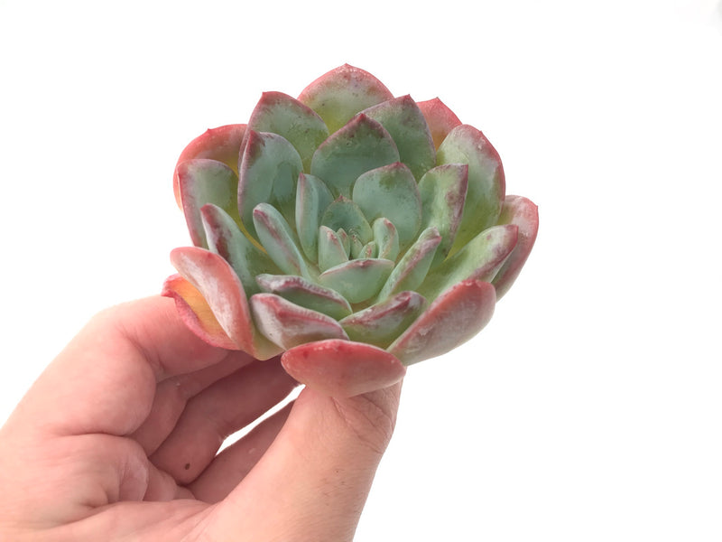 Echeveria 'Polshi' 2"-3" Succulent Plant